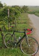 KUOTA Kharma Road bike Shimano Ultegra V-brake used For Sale